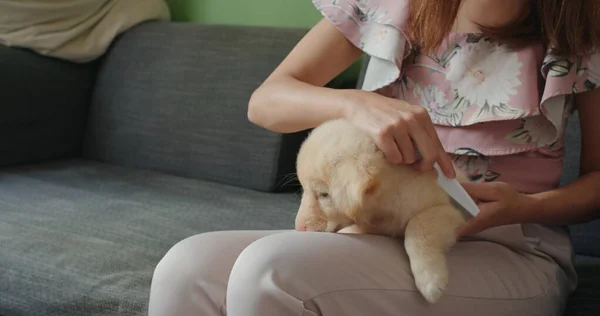 Pet Proprietário Escovar Seu Filhote Cachorro Casa — Fotografia de Stock