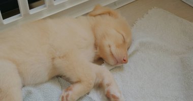 Şirin köpek havluyla uyuyor.