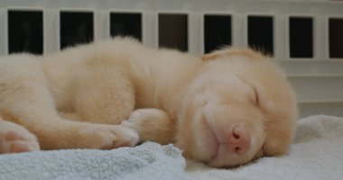 Şirin köpek havluyla yerde uyuyor.