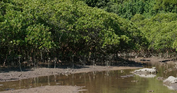 Foresta Mangrovie Con Fiume Alberi — Foto Stock