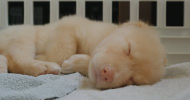 Küçük köpek havluyla uyuyor.