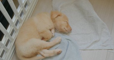 Şirin köpek havluyla yerde uyuyor.