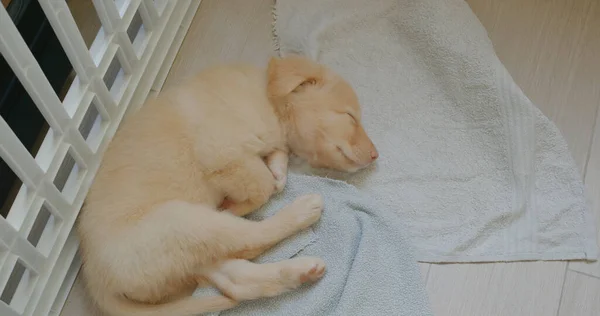 Anjing Lucu Tidur Lantai Dengan Handuk — Stok Foto