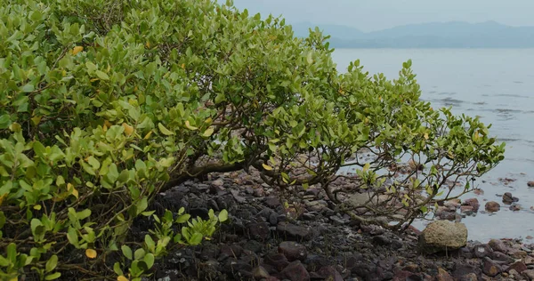 Mangroves Dans Eau Sur Une Île Tropicale — Photo