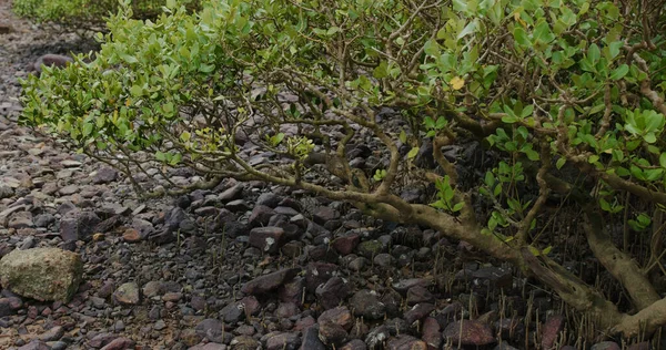 Mangrovenbäume Wasser Auf Einer Tropischen Insel — Stockfoto