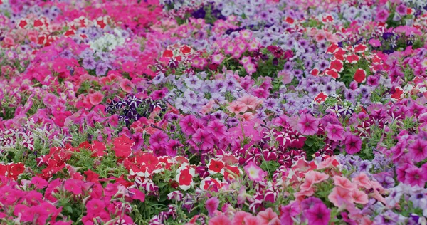 色の異なる花畑 — ストック写真