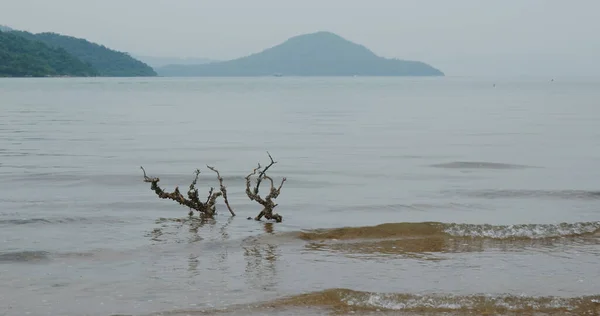 Plage Sable Avec Arbre Montagne — Photo