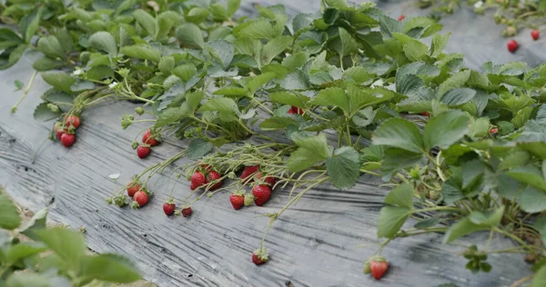 农场种植新鲜草莓 — 图库照片