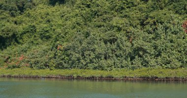 Adada yemyeşil bir dağ