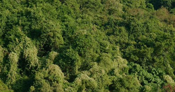 Plante Verte Tropicale Sur Montagne — Photo