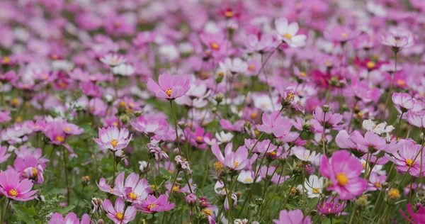 Beautiful Cosmos Flower Garden Farm — Stock Photo, Image