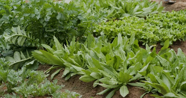 Fresh Vegetable Plant Farm — Stock Photo, Image