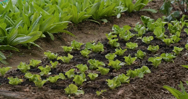 Fresh Lettuce Plant Farm — Stock Photo, Image