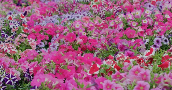 Květinové Pole Růžovou Fialovou Barvou — Stock fotografie