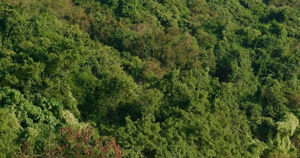 Árbol Vegetal Verde Bosque Montaña — Foto de Stock