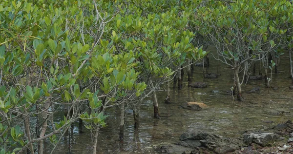 Mangroves Dans Eau Sur Une Île Tropicale — Photo