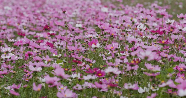 Κόσμος Λουλούδι Κήπο Αγρόκτημα Λιβάδι — Φωτογραφία Αρχείου