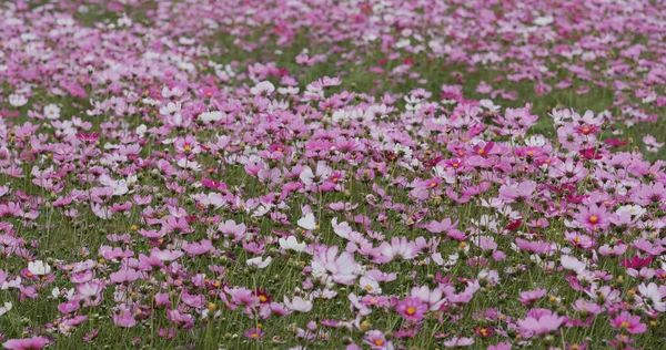 Cosmos Jardim Flor Fazenda Prado — Fotografia de Stock