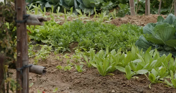 Fresh Vegetable Plant Farm — Stock Photo, Image