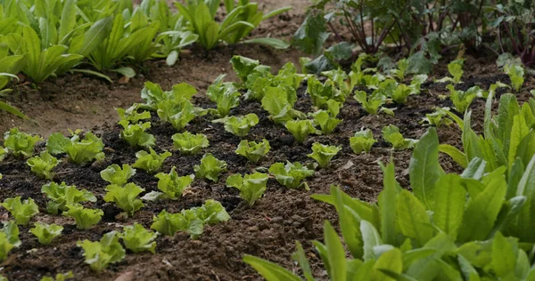 Fresh Lettuce Plant Farm — Stock Photo, Image