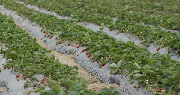 Verse Aardbeienplant Het Veld — Stockfoto