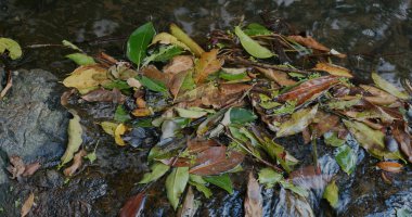 Sonbahar ormanlarında renkli sonbahar yapraklarıyla nehir.