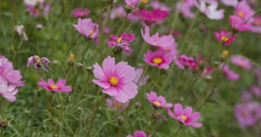Güzel kozmos çiçek bahçesi