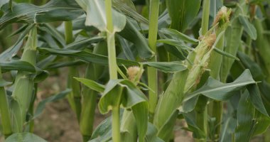 Mısır tarımı doğa tarlası