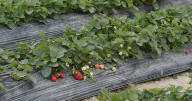 Çiftlikte taze çilek bitkisi