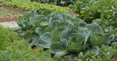 Tarlada organik yeşil lahana yetişiyor.