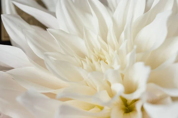 Mooie Witte Chrysant Bloemboeket — Stockfoto