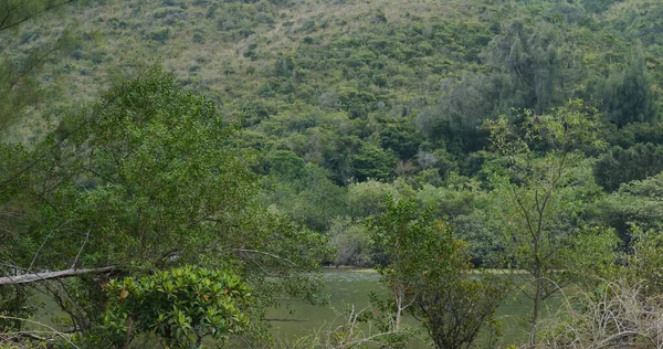 Πλούσιο Πράσινο Βουνό Στο Νησί — Φωτογραφία Αρχείου