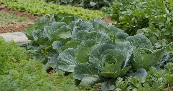 Growing Organic Green Cabbages Field — Stock Photo, Image