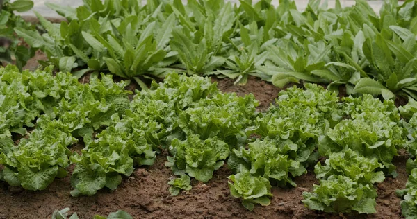 Çiftlikte Taze Sebze Salatası — Stok fotoğraf