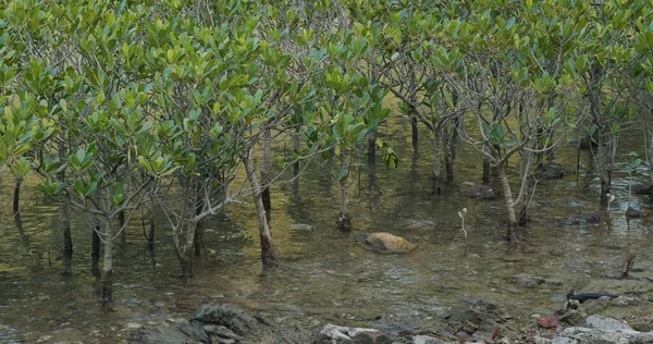 Mangrove Träd Vattnet Tropisk — Stockfoto