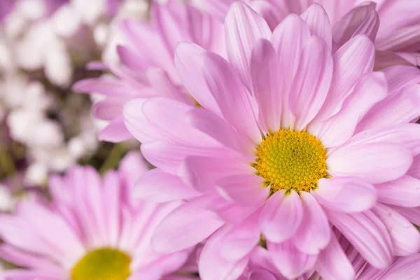 Beautiful Daisy Flower Texture Close — Stock Photo, Image