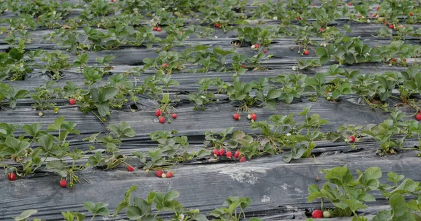 Verse Aardbeienplant Boerderij — Stockfoto