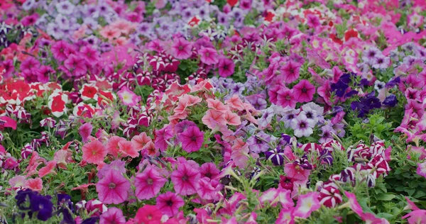 Campo Flores Con Diferente Color — Foto de Stock