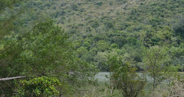 Tropical forest with sea and mountain