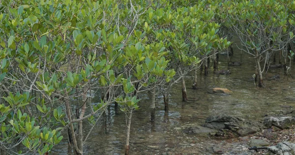 Alberi Mangrovie Acqua Isola Tropicale — Foto Stock