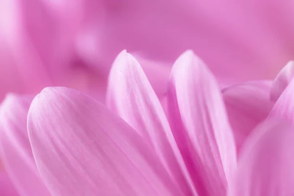 紫色のデイジーの花の質感を閉じます — ストック写真