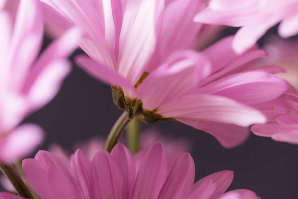 紫色のデイジーの花の質感を閉じます — ストック写真