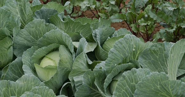 Growing Organic Green Cabbages Field — Stock Photo, Image