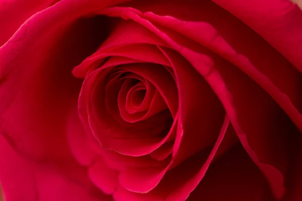 Close Red Rose — Stock Photo, Image