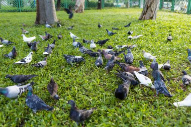 Şehir parkında birçok Piegon