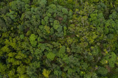 Dağdaki yemyeşil bitkinin en üst manzarası