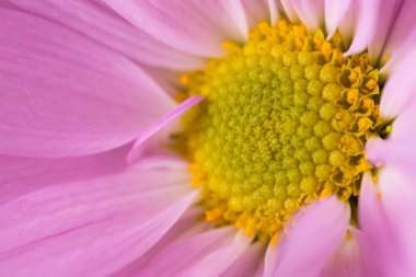 Mor papatya çiçeği yakın çekim