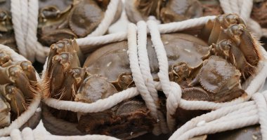 Taze çiğ Çin eldiven yengeci