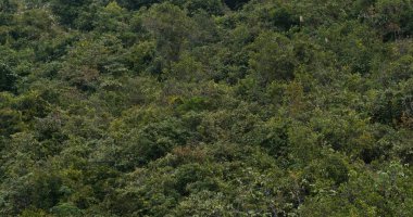 Dağın tepesinde yemyeşil bir gölgelik