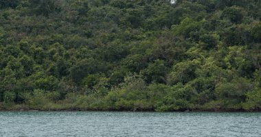 Dağın üzerinde denizle yemyeşil bir gölgelik